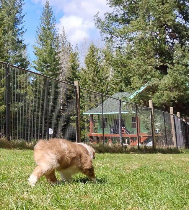 360 Aussies - Australian Shepherd Puppies media 17