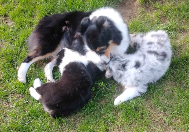 360 Aussies - Australian Shepherd Puppies media 21