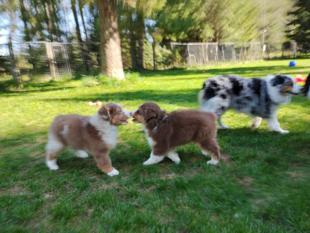360 Aussies - Australian Shepherd Puppies media 22
