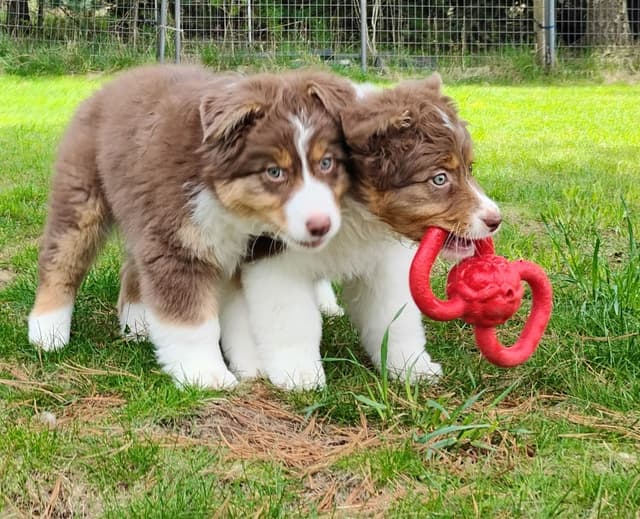 360 Aussies - Australian Shepherd Puppies media 6