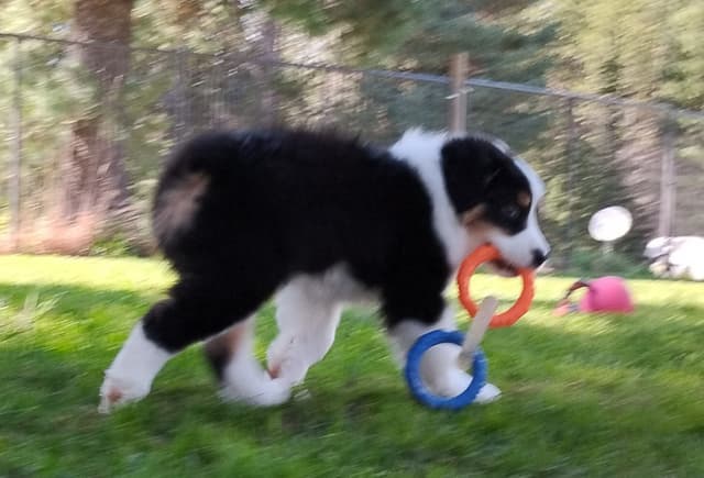 360 Aussies - Australian Shepherd Puppies media 13