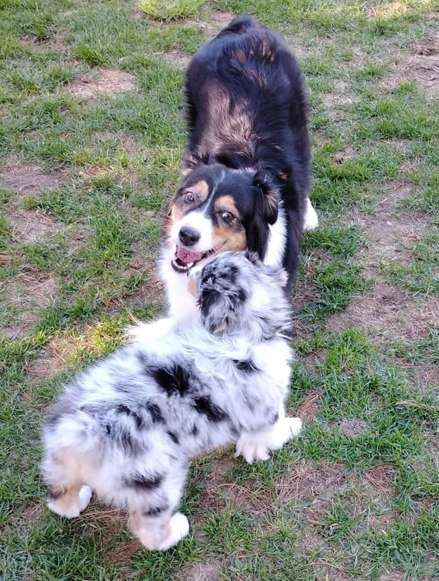 360 Aussies - Australian Shepherd Puppies media 23
