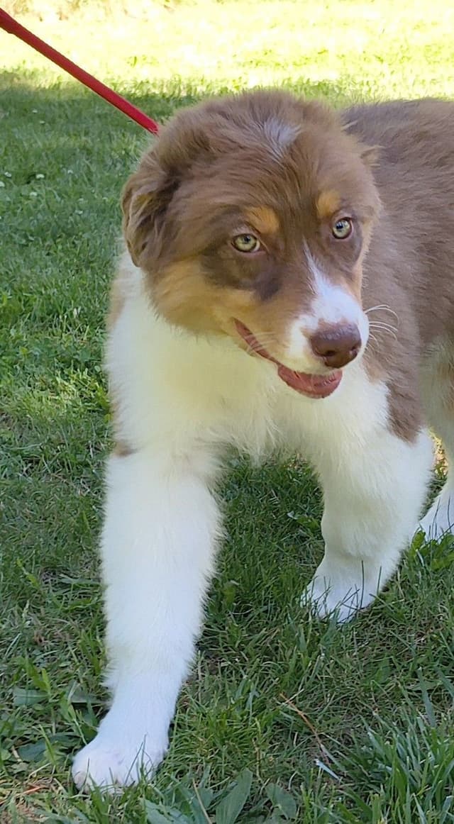 360 Aussies - Australian Shepherd Puppies media 9