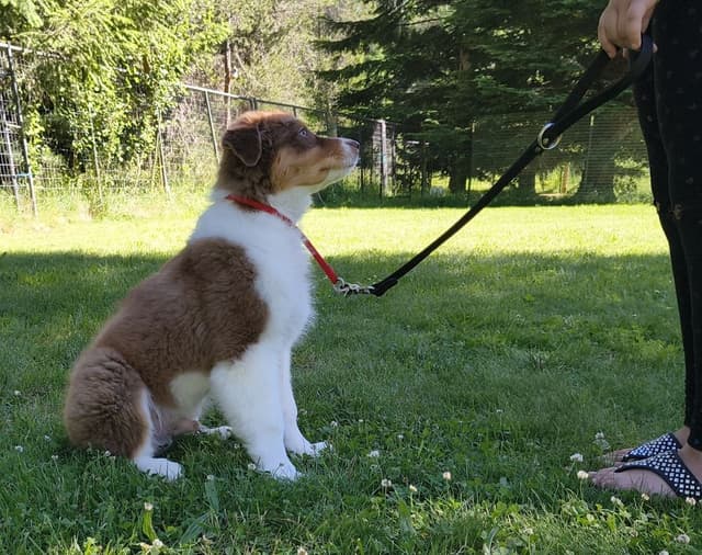 360 Aussies - Australian Shepherd Puppies media 8