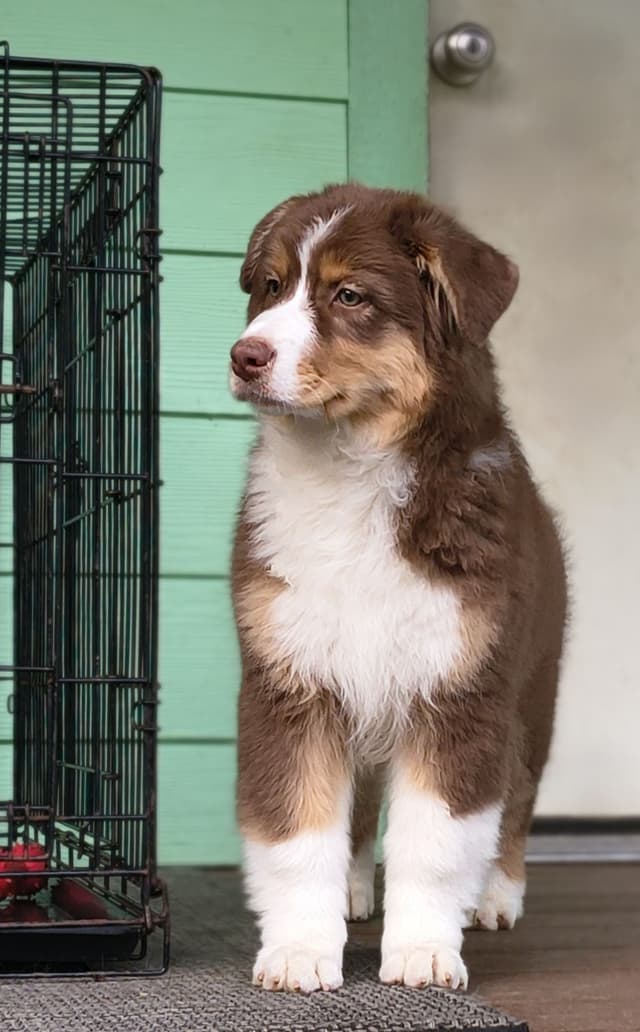 360 Aussies - Australian Shepherd Puppies media 3