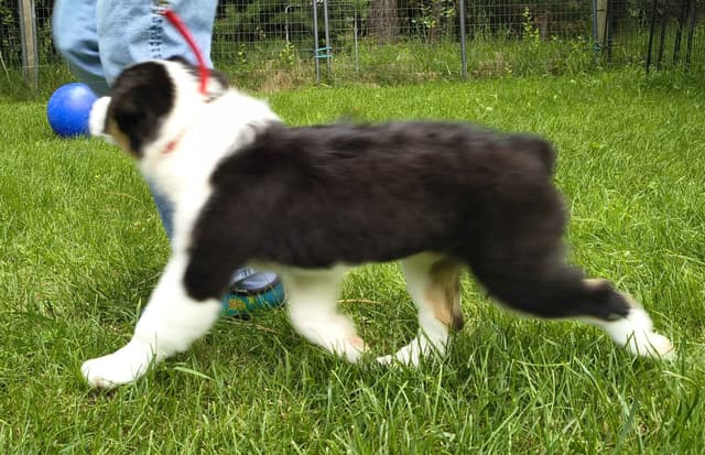 360 Aussies - Australian Shepherd Puppies media 12