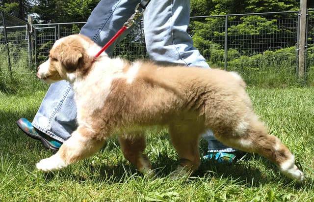 360 Aussies - Australian Shepherd Puppies media 16