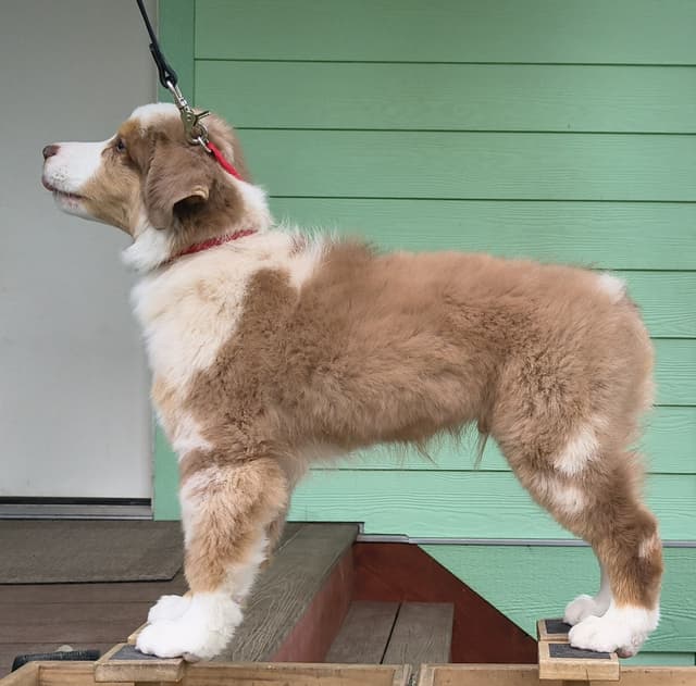 360 Aussies - Australian Shepherd Puppies media 15