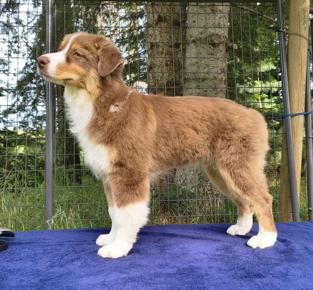 360 Aussies - Australian Shepherd Puppies media 2