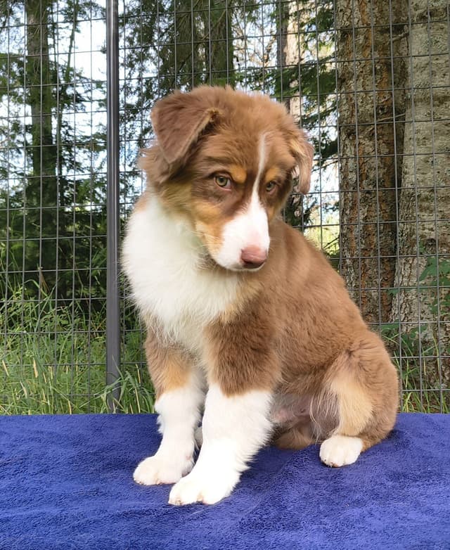 360 Aussies - Australian Shepherd Puppies media 5
