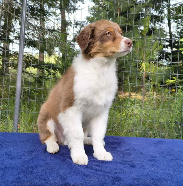 360 Aussies - Australian Shepherd Puppies media 7