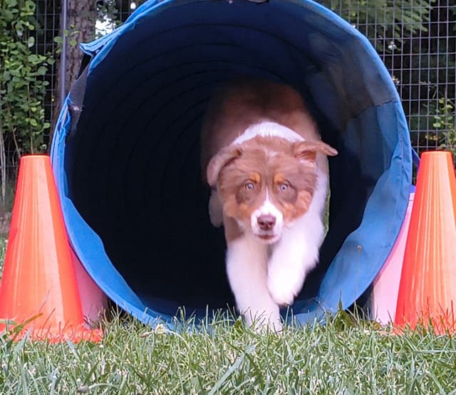 360 Aussies - Australian Shepherd Puppies media 10