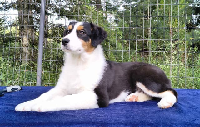 360 Aussies - Australian Shepherd Puppies media 11