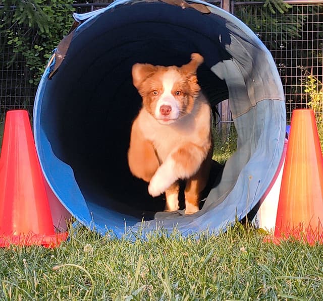 360 Aussies - Australian Shepherd Puppies media 18