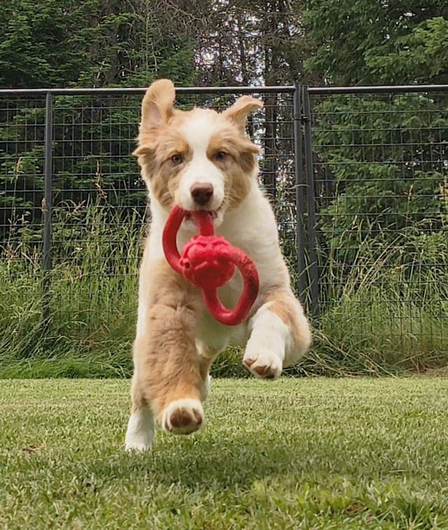 360 Aussies - Australian Shepherd Puppies media 19