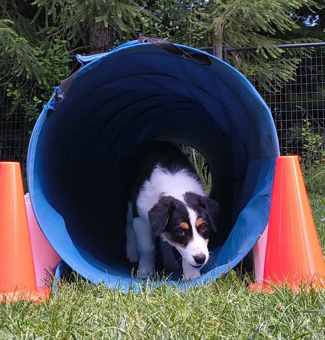 360 Aussies - Australian Shepherd Puppies media 14