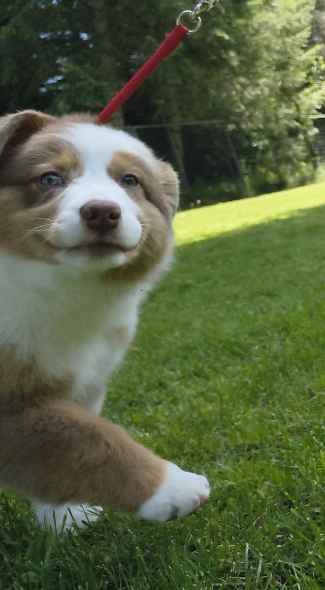 360 Aussies - Australian Shepherd Puppies media 24