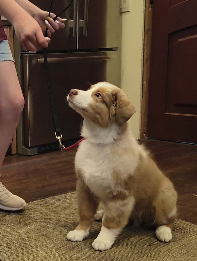 360 Aussies - Australian Shepherd Puppies media 25