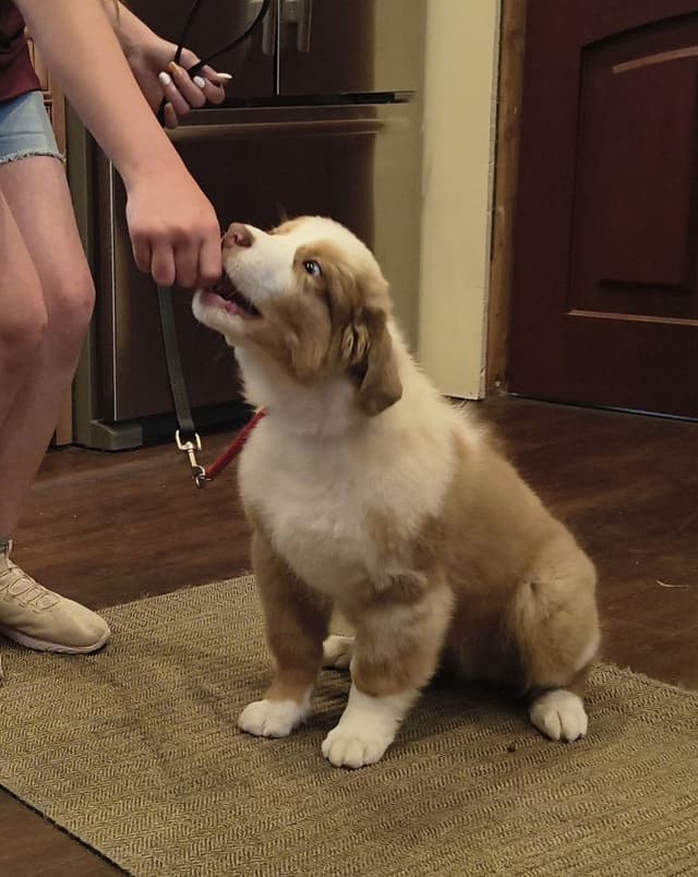 360 Aussies - Australian Shepherd Puppies media 26