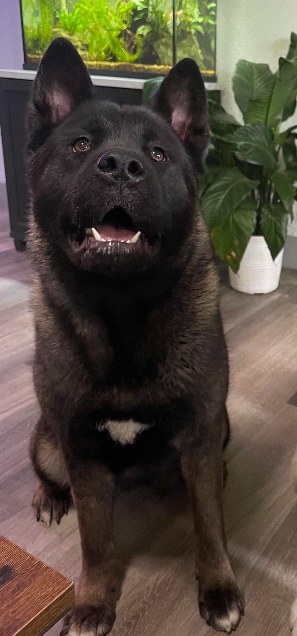 Akita Puppies breeder image 1