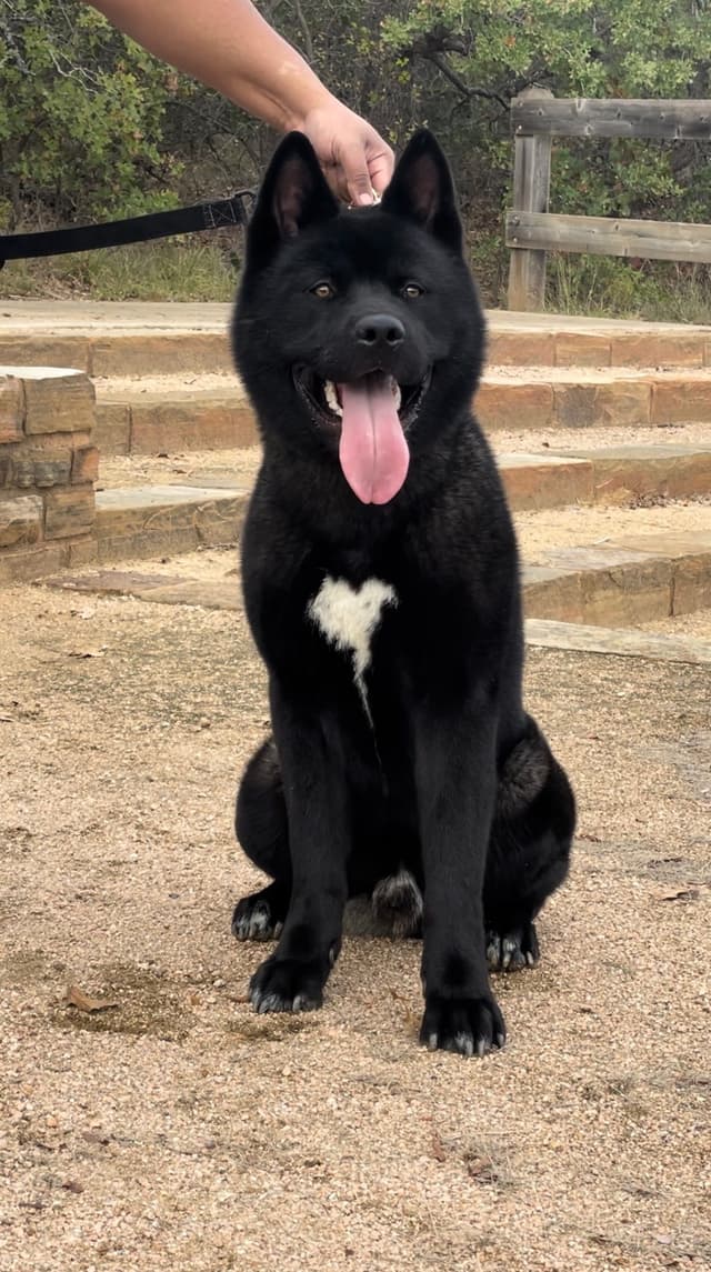 Akita Puppies media 16