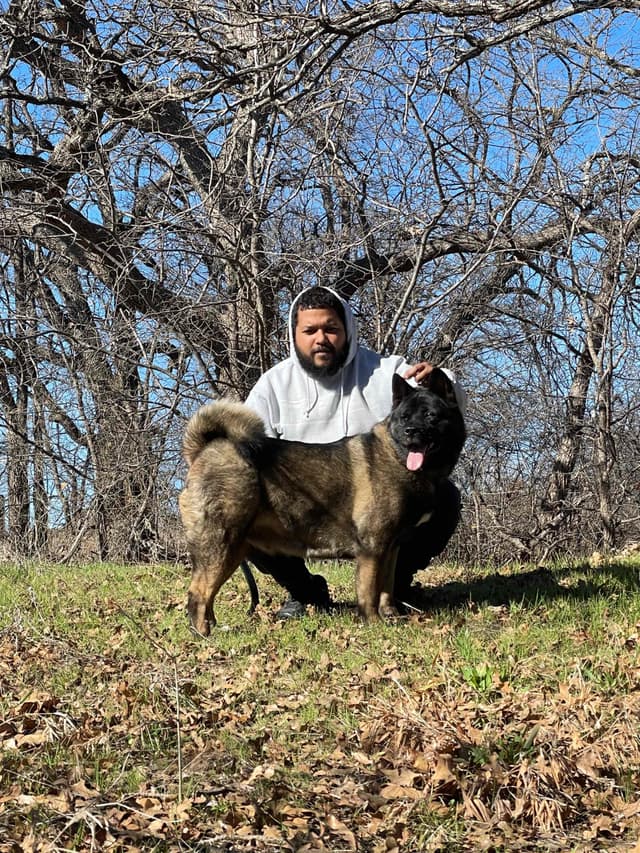 Akita Puppies media 18