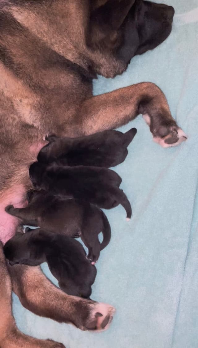 Akita Puppies media 19