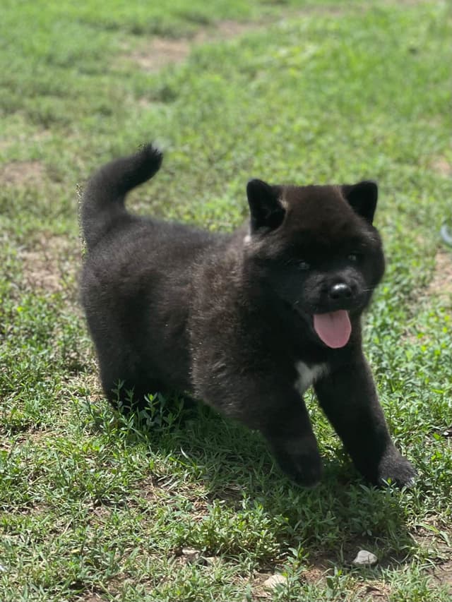 Akita Puppies media 9