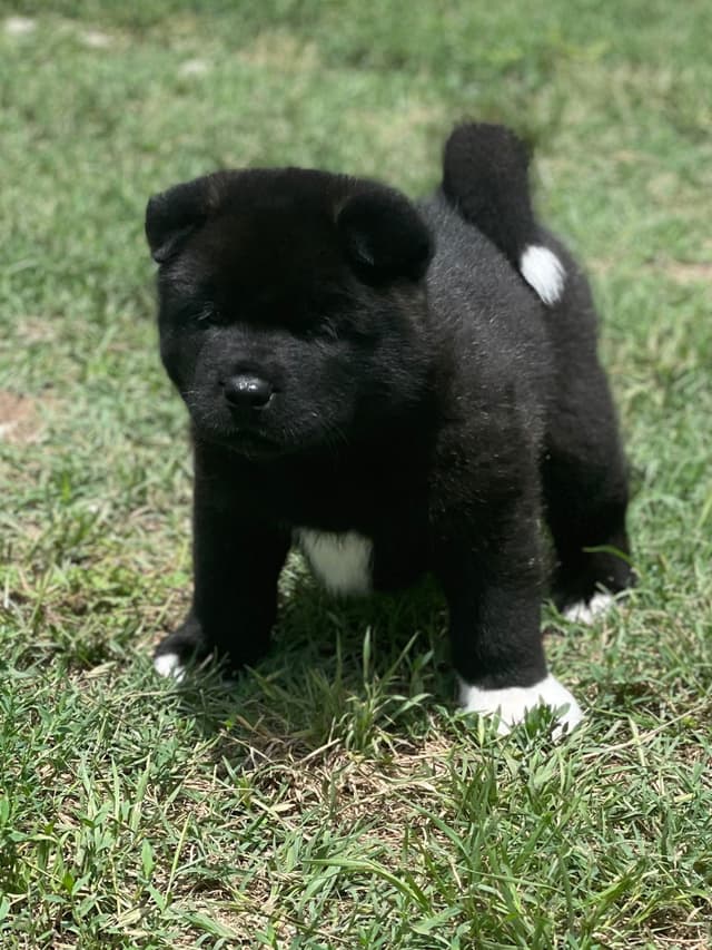 Akita Puppies media 12