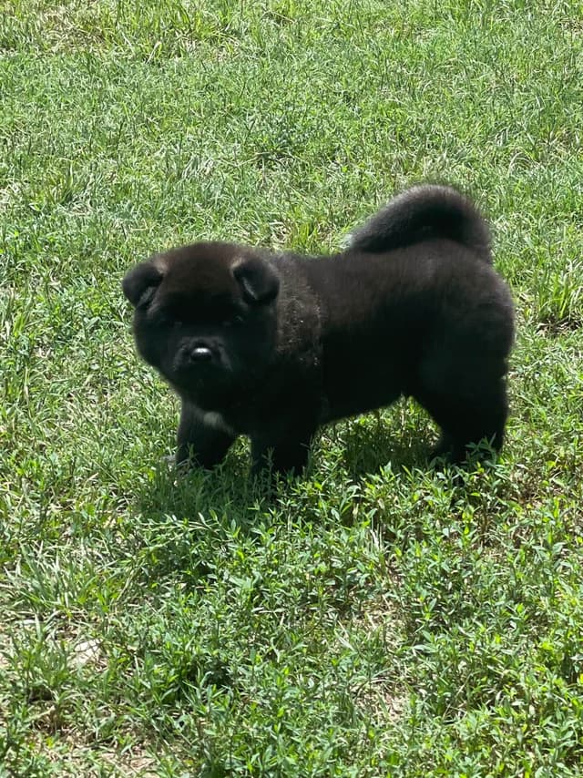 Akita Puppies media 8