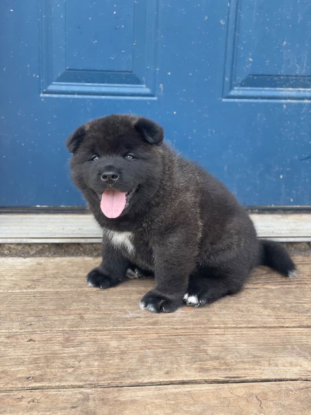 Akita Puppies media 13