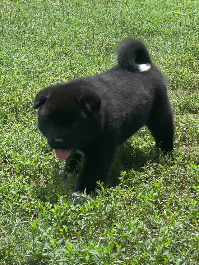 Akita Puppies media 11