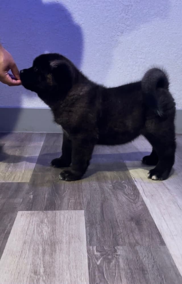 Akita Puppies media 6
