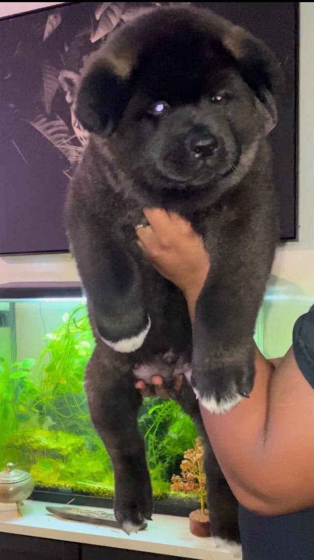 Akita Puppies media 5