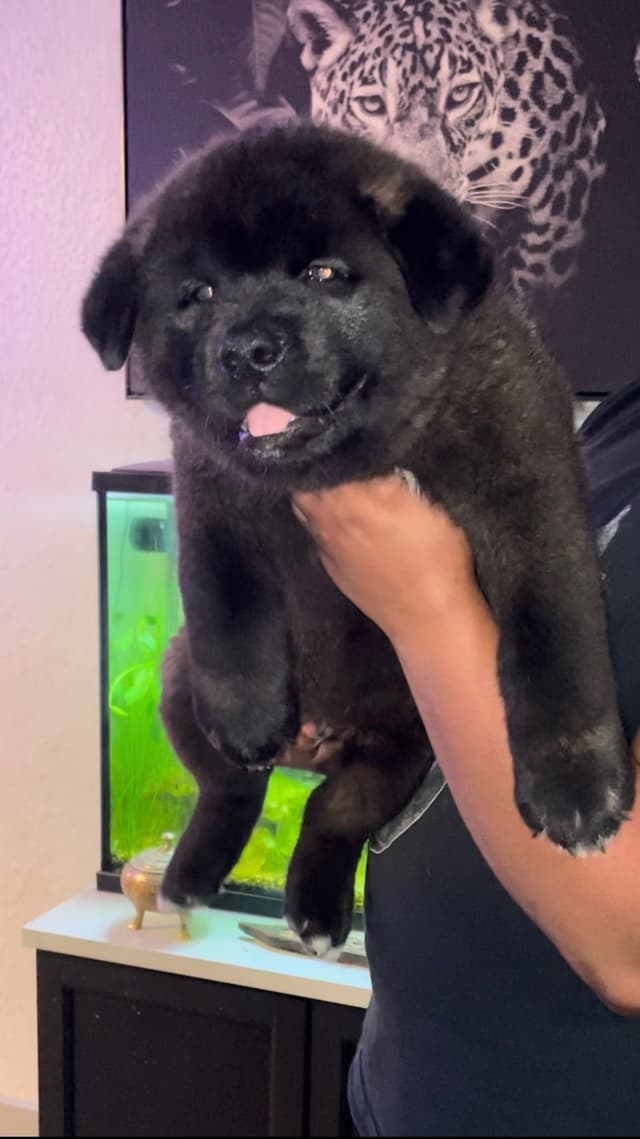 Akita Puppies media 4