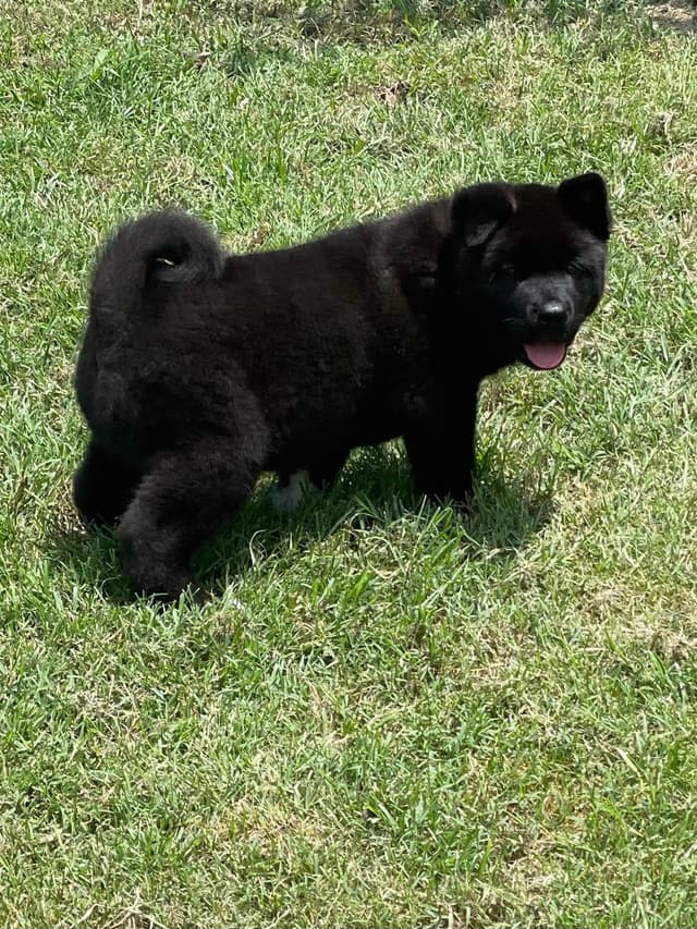 Akita Puppies media 3