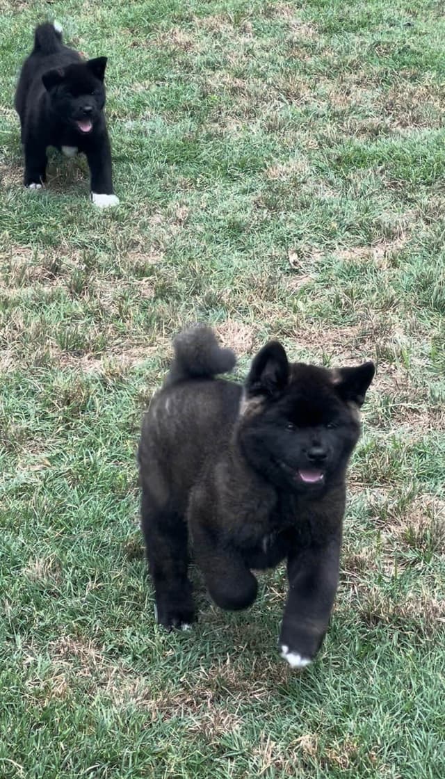 Akita Puppies media 2
