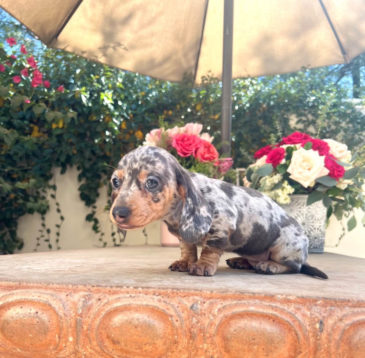 Mini Wild Boar Red Doxie Pups 602-538-4592 breeder image 1