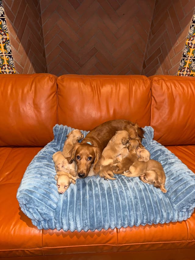 Mini Doxie LH Cream Pups 602-538-4592 media 6