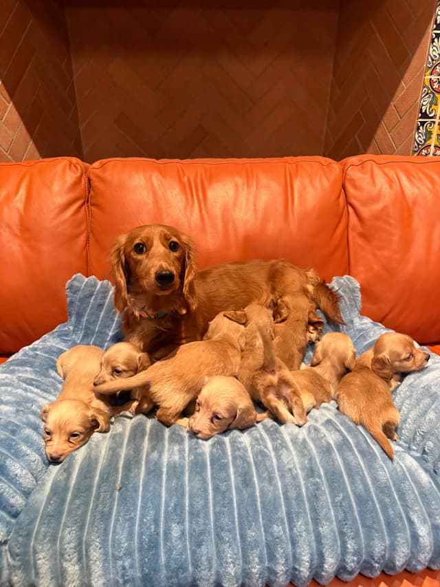 Mini Doxie LH Cream Pups 602-538-4592 media 3