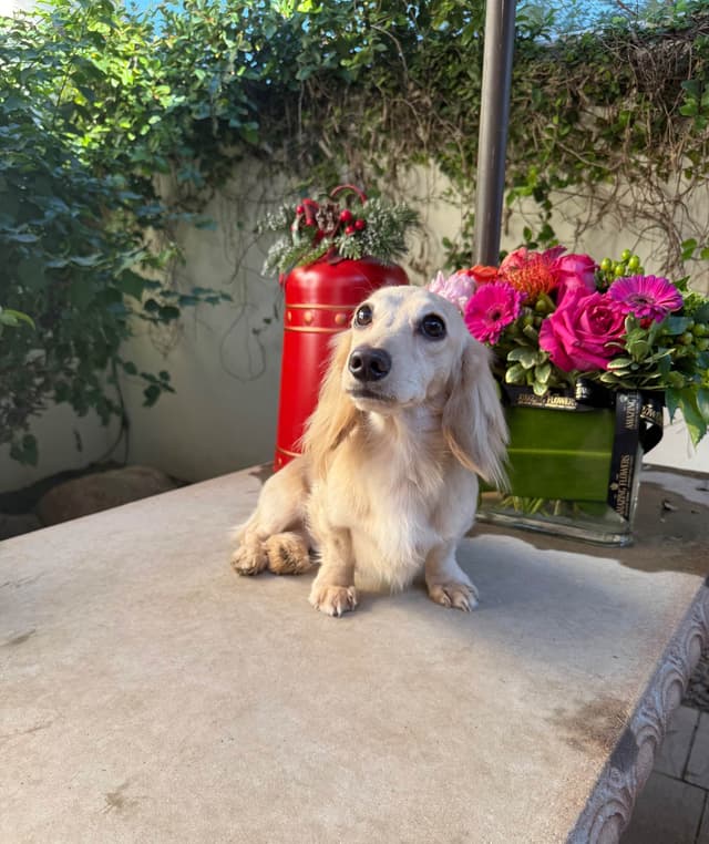 Mini Doxie LH Cream Pups 602-538-4592 media 4