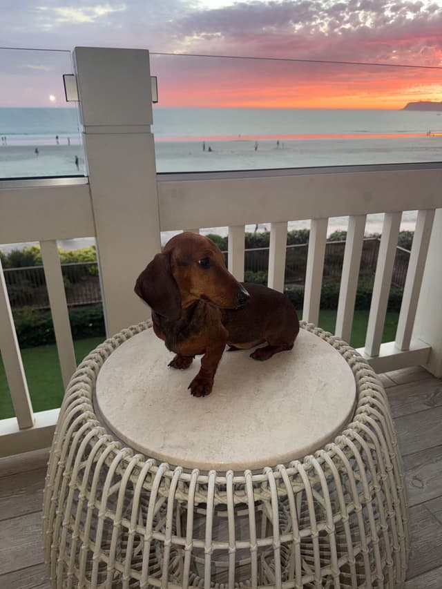 Mini Wild Boar Red Doxie Pups 602-538-4592 media 2
