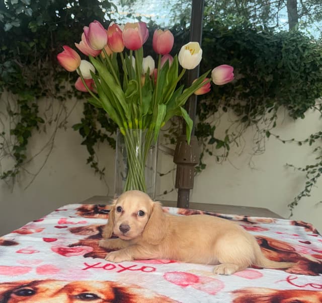 Mini Doxie LH Cream Pups 602-538-4592 media 7
