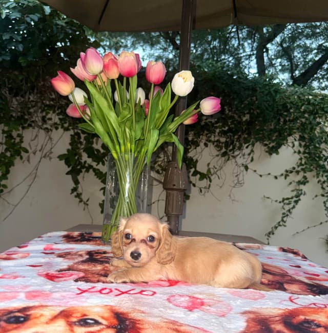 Mini Doxie LH Cream Pups 602-538-4592 media 11