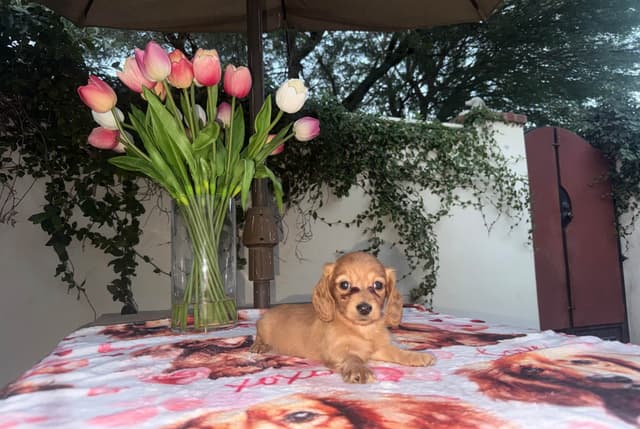 Mini Doxie LH Cream Pups 602-538-4592 media 9