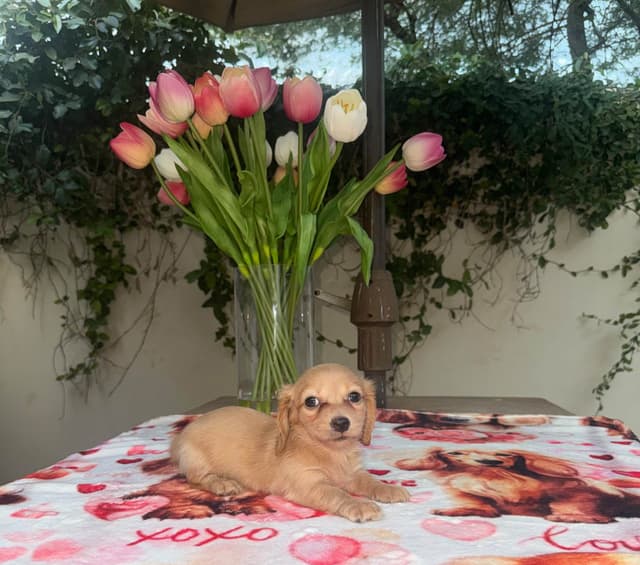 Mini Doxie LH Cream Pups 602-538-4592 media 2