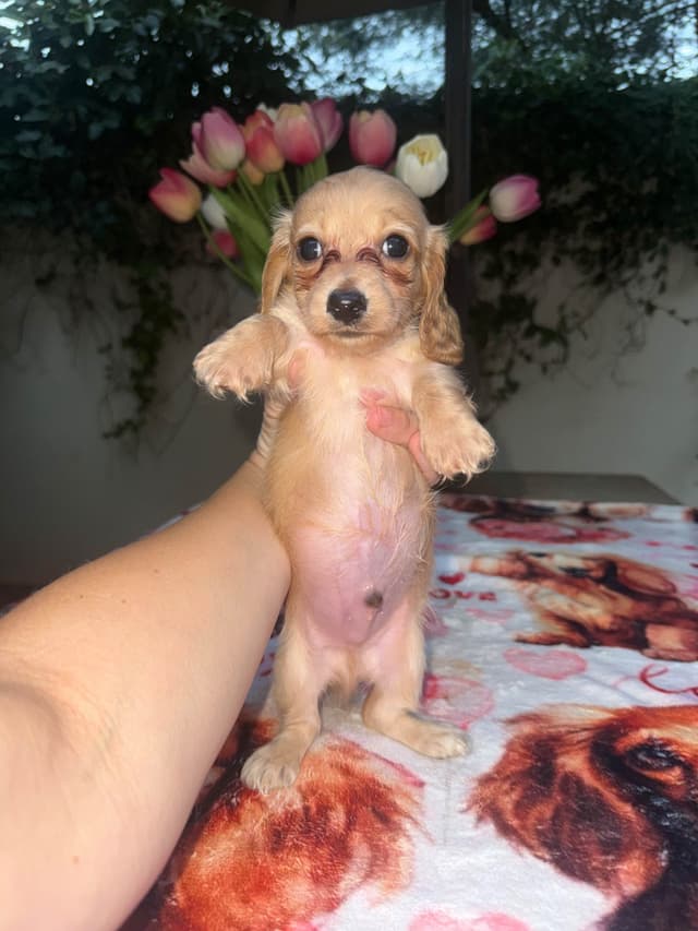 Mini Doxie LH Cream Pups 602-538-4592 media 12