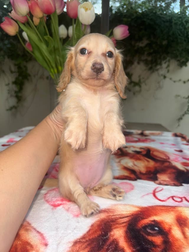 Mini Doxie LH Cream Pups 602-538-4592 media 8