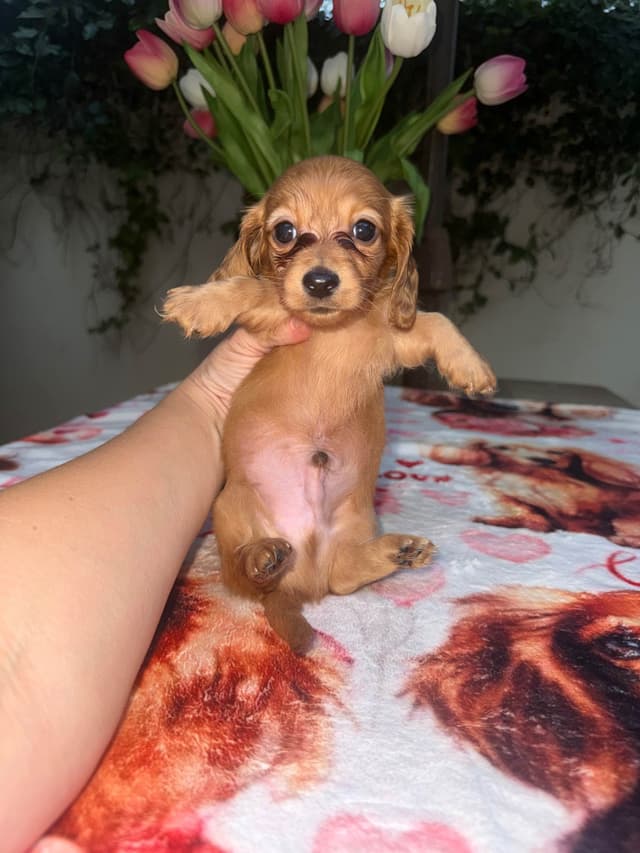 Mini Doxie LH Cream Pups 602-538-4592 media 10