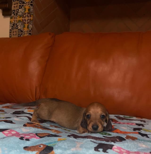 Mini Wild Boar Red Doxie Pups 602-538-4592 media 3